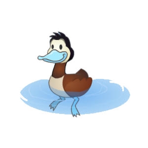 Ruddy Duck